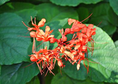 Fiori di Clerodendrum il più bello