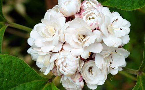 Fragrante Clerodendrum in fiore