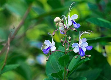 Fiori Di Farfalla Blu