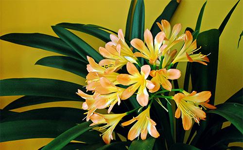 Fiori Clivia