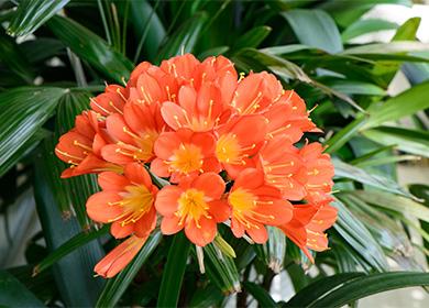 Clivia in fiore