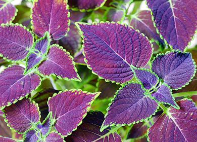 Arbusto Coleus Blume