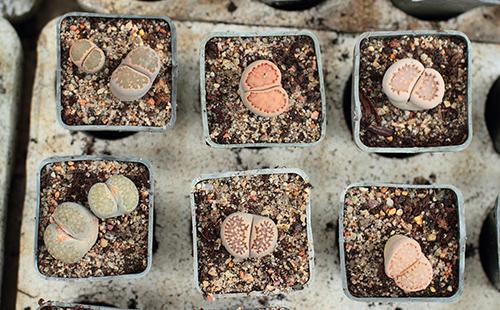 Lithops in vasi quadrati