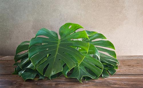 Monstera parte