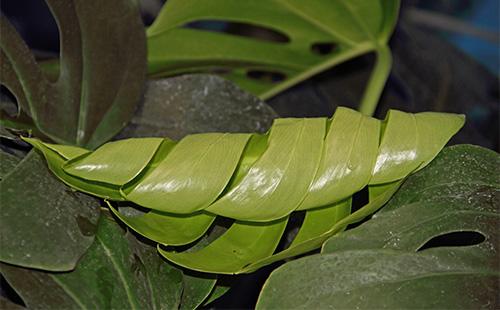 Foglie contorte di Monstera