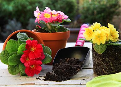 Primula multicolore in vaso