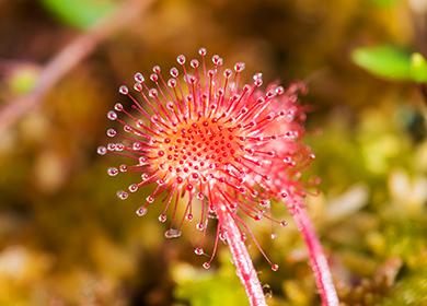 Fiore di Sundew ingannevolmente delicato