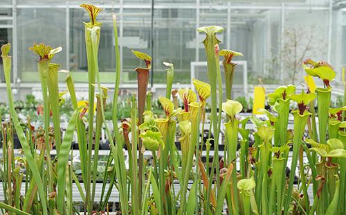 Sarracenia giallo in serra