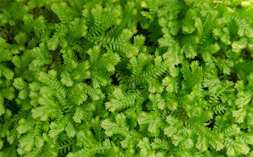 Selaginella pianta verde