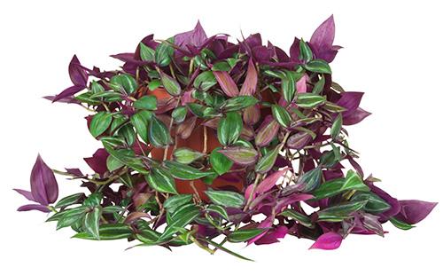 Foglie di Tradescantia