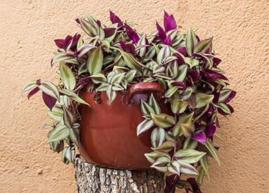 Tradescantia in una pentola