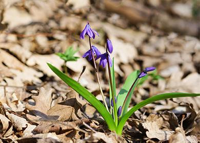 Scilla di fioritura