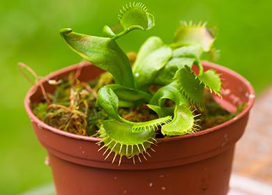 Predatore verde esotico in una pentola di terracotta