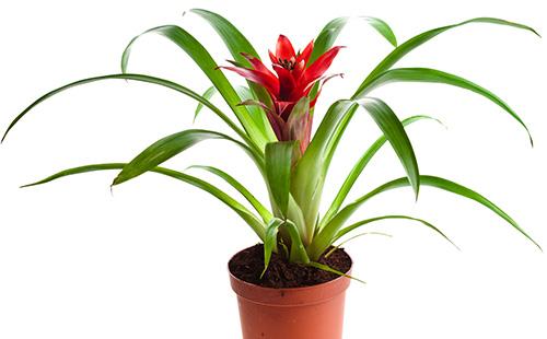 Bromelia in vaso