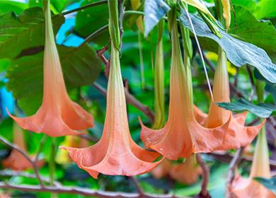 Fiori di Brugmansia