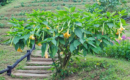 Punong Brugmansia