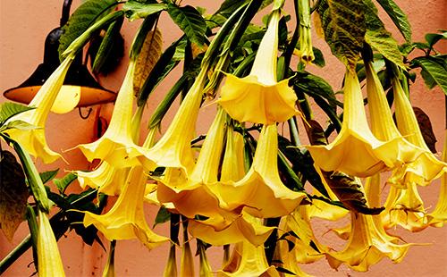 Dilaw na Brugmansia bulaklak