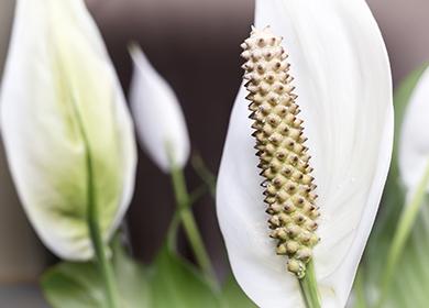 Fiore bianco di felicità femminile