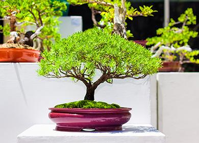 Albero dei bonsai