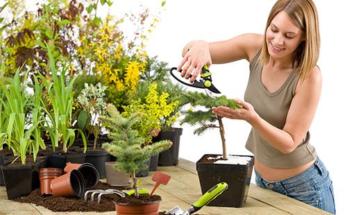 Potatura dell'albero dei bonsai