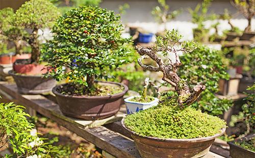 Due alberi bonsai