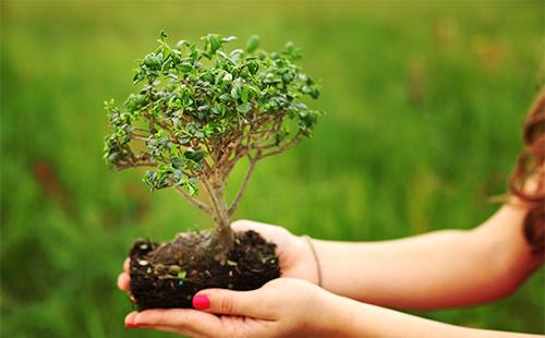 Albero dei bonsai in mano