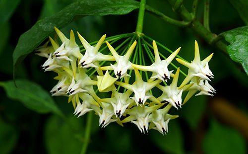 Fioritura hoya multiflorum