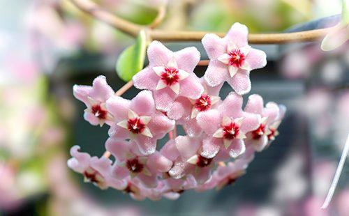 Fiori di edera bella cera