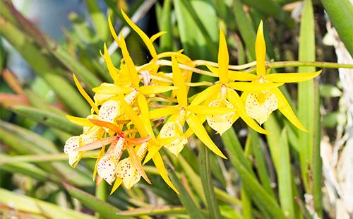 Cattleya gialla