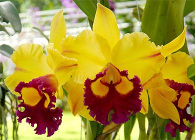 Fiori gialli Cattleya