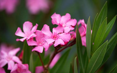 Flors del baladre corrent