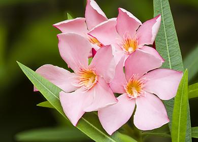 Fiori di arbusto sempreverde rosa