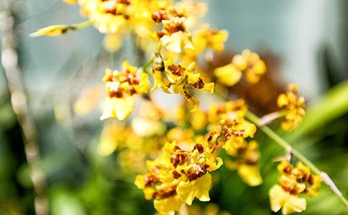 Fiori gialli luminosi di una bambola danzante