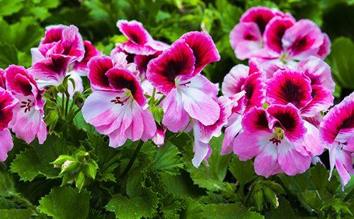 Fiori luminosi del pelargonium