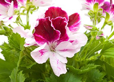 Fiore luminoso di pelargonium a fiore grande