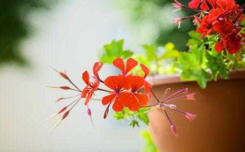 Pelargonium ampelico in una pentola di terracotta