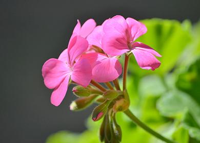 Pelargonium edera fioritura primaverile