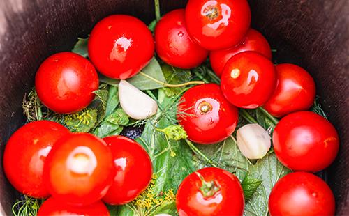 Pomodori in una botte di legno con foglie e aglio per la marinata