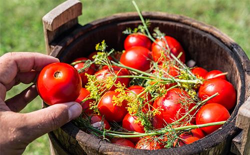 Pomodori marinati in una botte