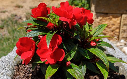 Fiori di balsamo rosso