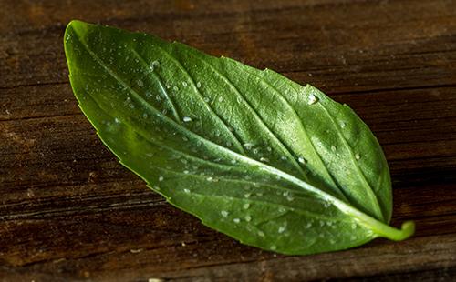 Whitefly su una foglia