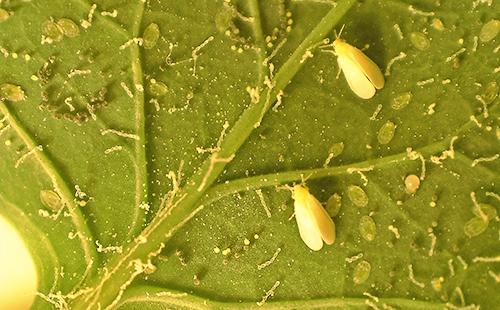 Whiteflies adulti