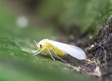 Insetto mosca bianca