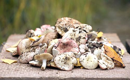 Russula sul tavolo