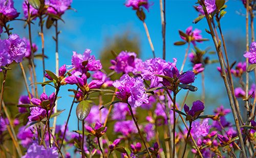 Fiori di Ledum viola