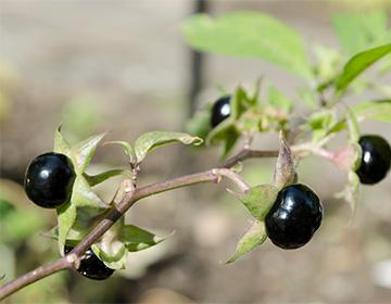 Bacche di belladonna nere