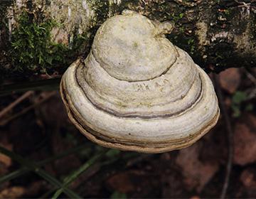 Fungo Chaga su una betulla