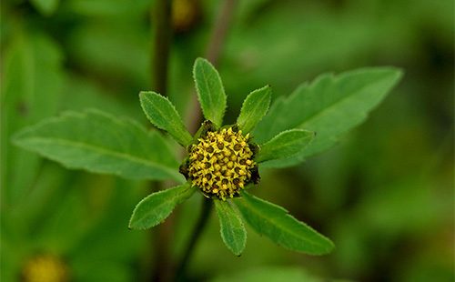 Fiore di stringa