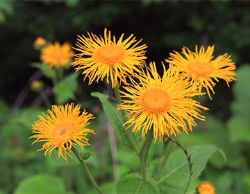 Elecampane giallo