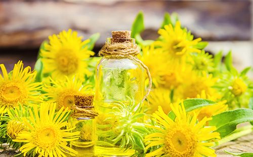 Fiori gialli di elecampane e olio da loro